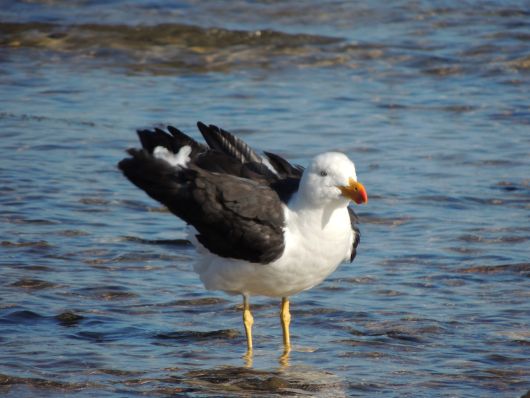 Male pacific seagull